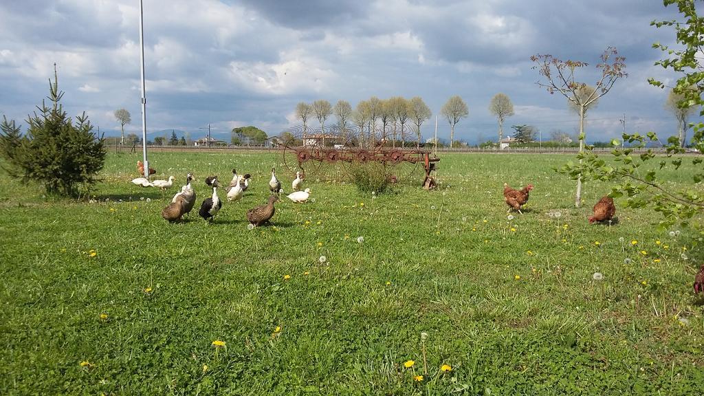 B&B Al Vecchio Confine Cervignano del Friuli Dış mekan fotoğraf